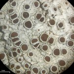 Lecanora pulicaris