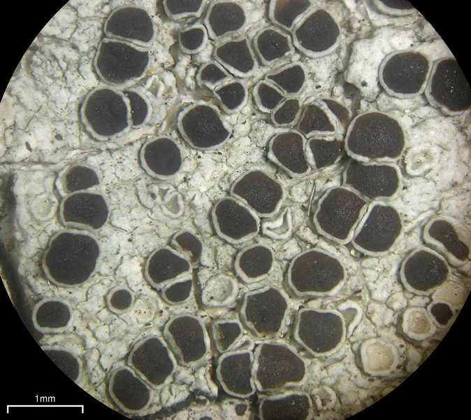 Lecanora pulicaris