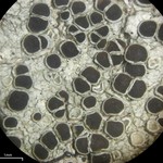 Lecanora pulicaris