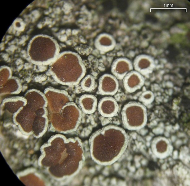 Lecanora pulicaris