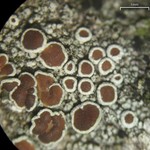 Lecanora pulicaris