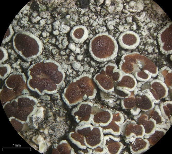 Lecanora pulicaris