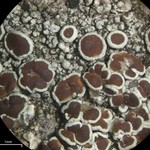 Lecanora pulicaris