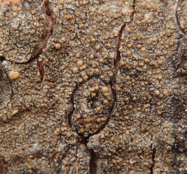Lecanora ramulicola