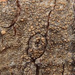 Lecanora ramulicola