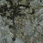 Lecanora reagens