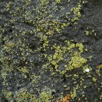 Lecanora reagens