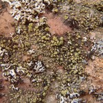 Lecanora reagens
