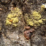 Lecanora reagens