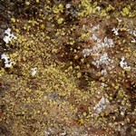 Lecanora reagens