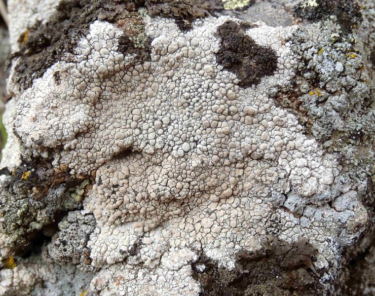 Lecanora rupicola