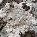 Lecanora rupicola