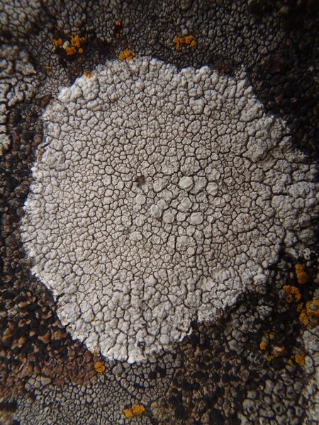 Lecanora rupicola