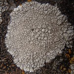 Lecanora rupicola
