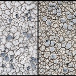 Lecanora rupicola
