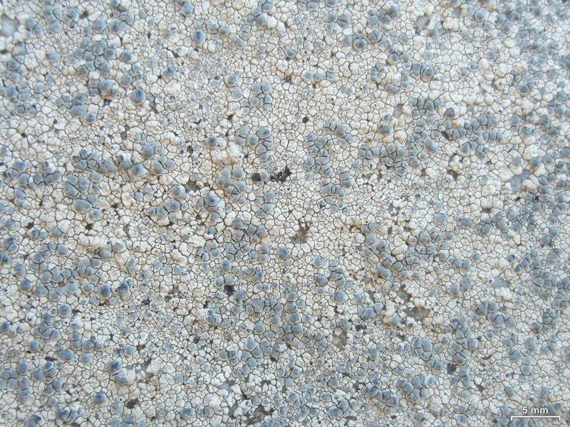 Lecanora rupicola