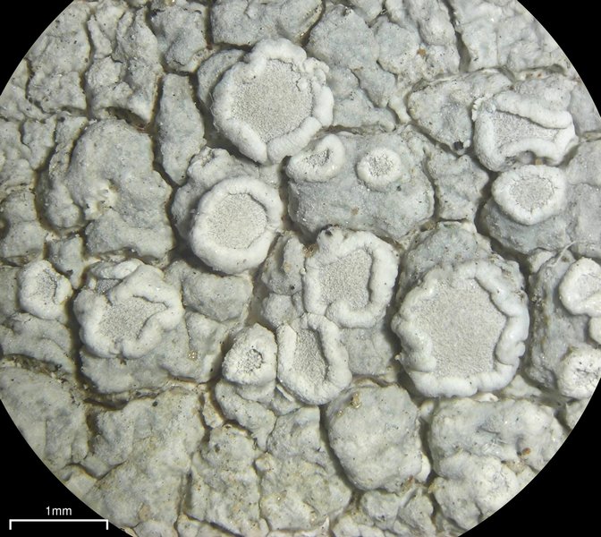 Lecanora rupicola