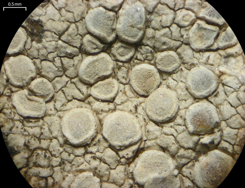 Lecanora rupicola