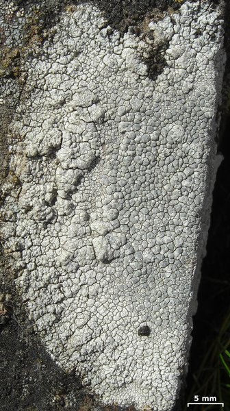 Lecanora rupicola