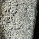 Lecanora rupicola
