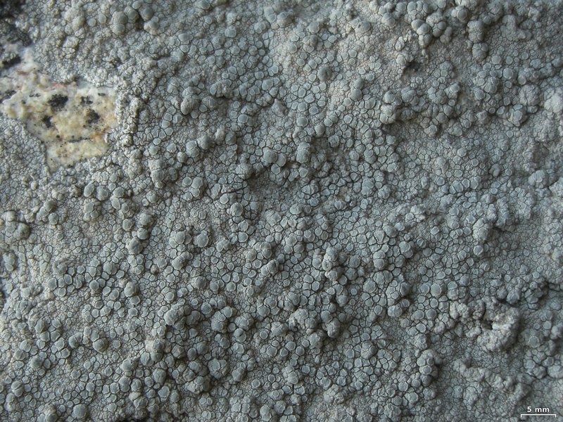 Lecanora rupicola