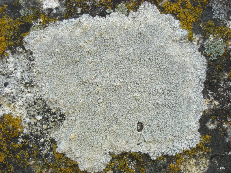 Lecanora rupicola