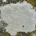 Lecanora rupicola