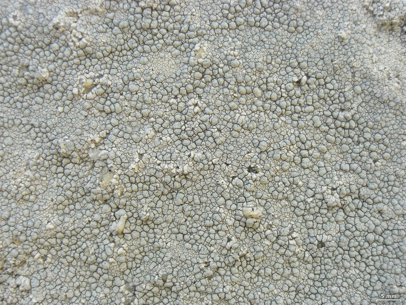 Lecanora rupicola