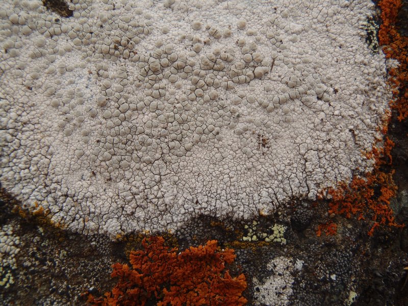 Lecanora rupicola