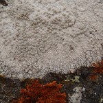 Lecanora rupicola