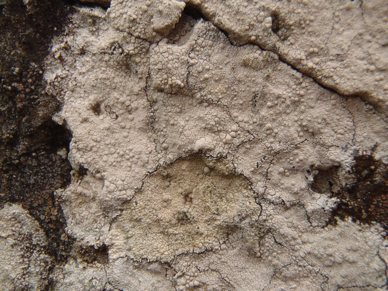 Lecanora rupicola