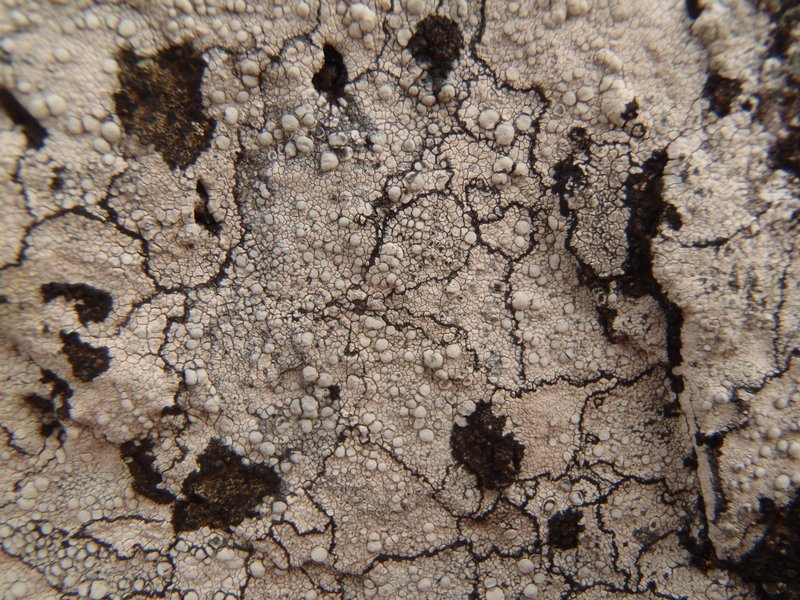 Lecanora rupicola