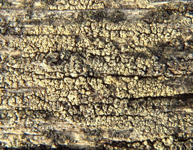 Lecanora saligna