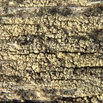Lecanora saligna
