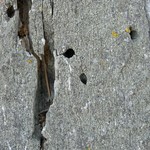 Lecanora saligna