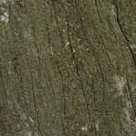 Lecanora saligna
