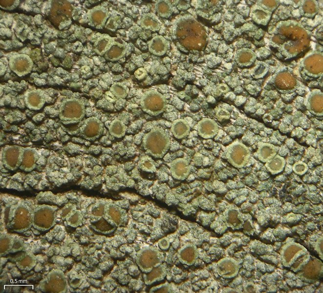 Lecanora saligna