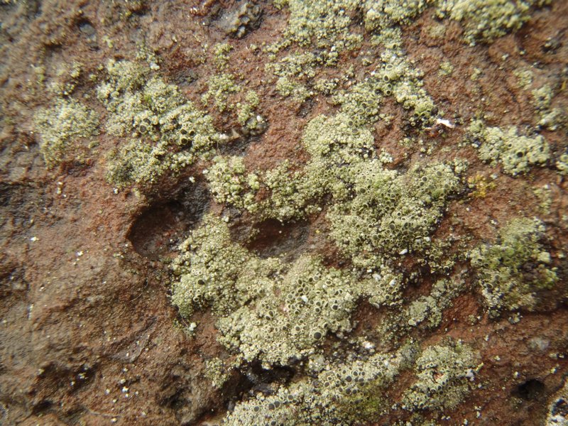 Lecanora salina