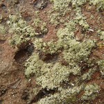 Lecanora salina