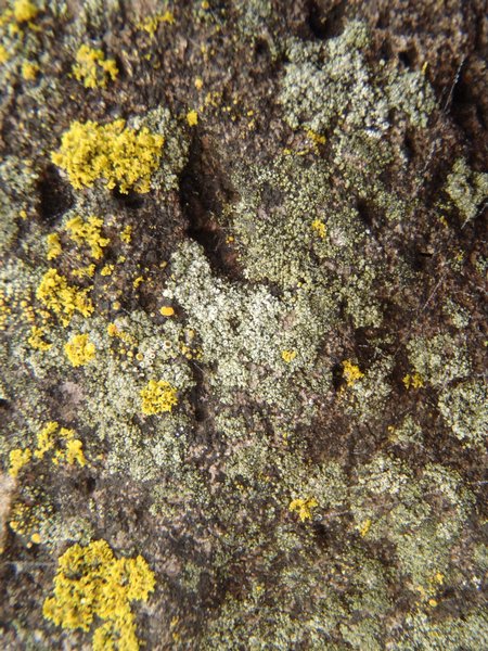 Lecanora salina