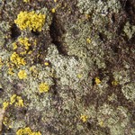 Lecanora salina