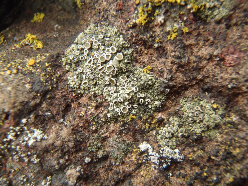 Lecanora salina