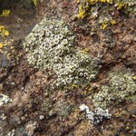 Lecanora salina