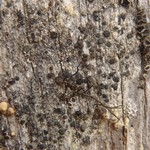 Palicella schizochromatica