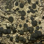Palicella schizochromatica