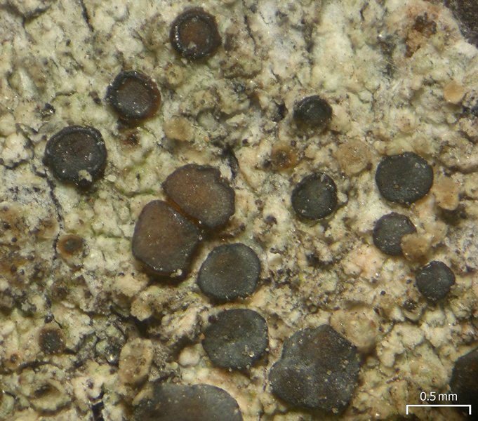 Palicella schizochromatica