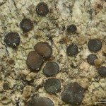 Palicella schizochromatica