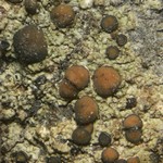 Palicella schizochromatica