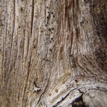 Palicella schizochromatica
