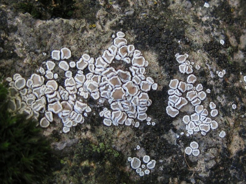 Lecanora semipallida